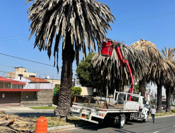 Para evitar riesgos, 19 palmeras en mal estado fueron intervenidas