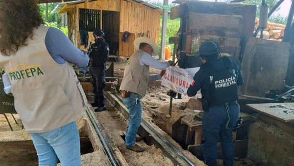 Policía Forestal inhabilita 5 hornos clandestinos