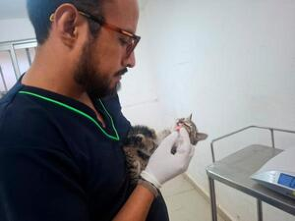 SEDIF Y DIBA Protegen a felinos y aves