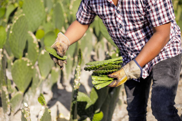 29ª Feria del Nopal en Tlaxcalancingo