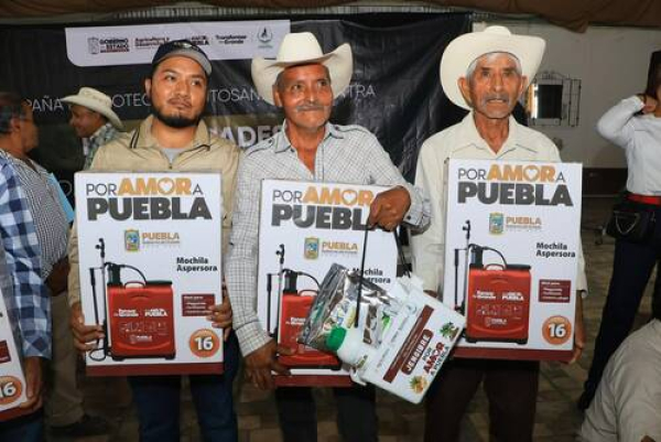 Protege SADR la producción de jengibre en Sierra Norte