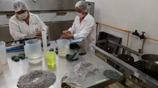 UTH y Coltlax realizan investigación del Maíz Azul Ancestral