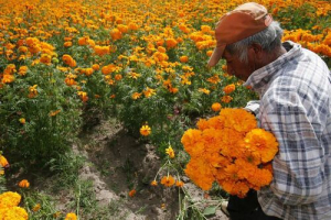 Puebla líder en producción de cempasúchil y terciopelo