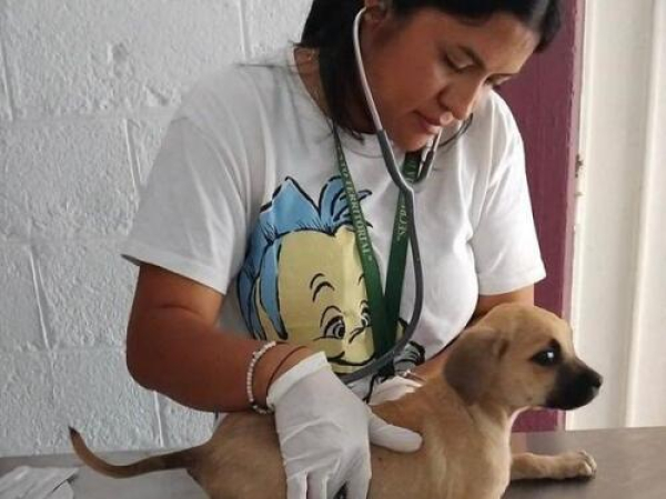 Puebla atiende a seres sintientes en Sierra Norte