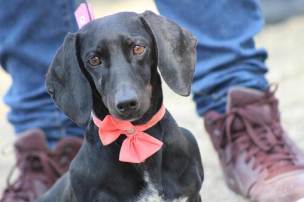 &iexcl;Protege a tus mascotas del fr&iacute;o!