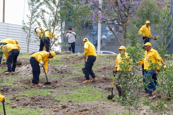 Reforestan bosque urbano del CIS