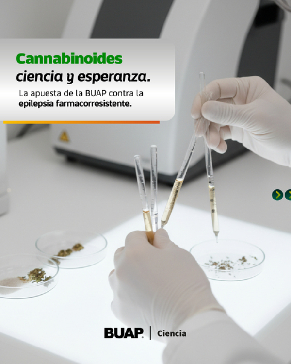 Estudian cannabinoides contra epilepsia