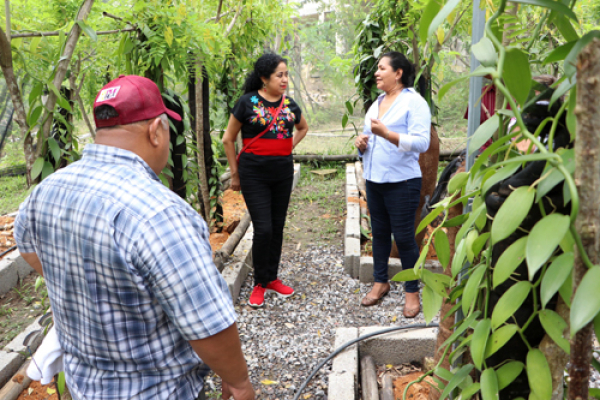 Vainilla, canela y pimienta son impulsadas por las escuelas de campo